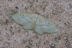 Scopula nesciaria