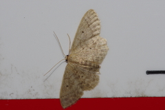 Scopula nesciaria