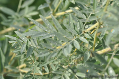 Indigofera tristoides