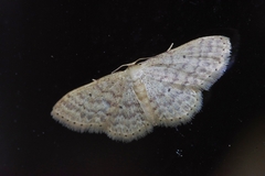 Scopula nesciaria