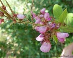 Pseudarthria hookeri