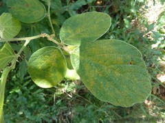 Pseudarthria hookeri