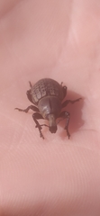 Anisorhynchus barbatus
