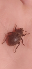 Anisorhynchus barbatus