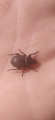 Anisorhynchus barbatus