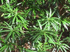 Podocarpus macrophyllus