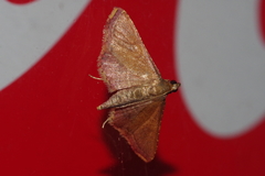 Endotricha minialis