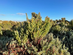 Salicornia littorea