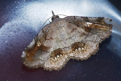 Pangrapta flavomacula