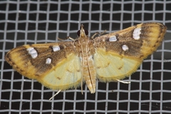 Cotachena alysoni