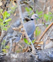 Streptopelia vinacea