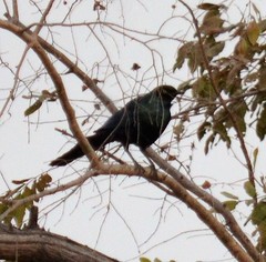 Lamprotornis caudatus