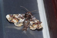 Eutelia adulatricoides