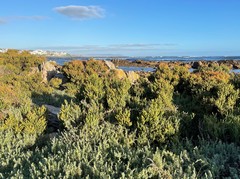 Salicornia littorea