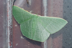 Thalassodes intaminata