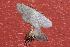Idaea neovalida