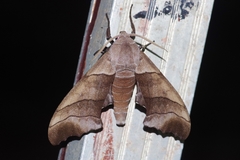 Polyptychus chinensis