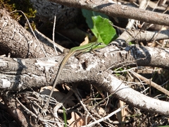 Podarcis waglerianus