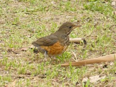 Turdus dissimilis