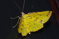 Corymica arnearia