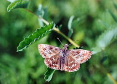 Erynnis popoviana