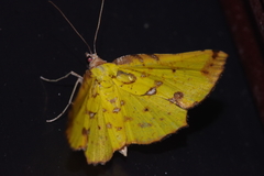 Corymica arnearia