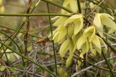 Clematis afoliata