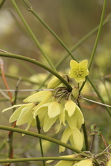 Clematis afoliata