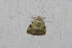 Neachrostia bipuncta