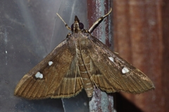 Glyphodes bipunctalis