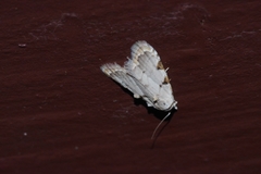 Nola exumbrata