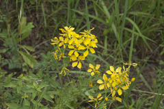Hypericum elongatum