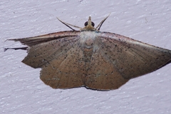 Plesiomorpha punctilinearia