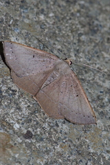 Plesiomorpha punctilinearia