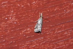 Microchilo inexpectellus