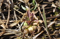 Angiospermae