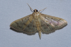 Herpetogramma yaeyamense