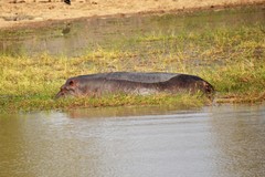 Hippopotamus amphibius image