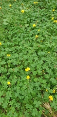 Oxalis pes-caprae