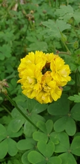 Oxalis pes-caprae