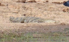 Crocodylus suchus