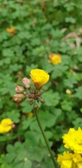 Oxalis pes-caprae