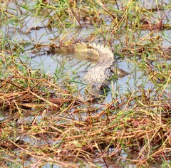 Crocodylus suchus