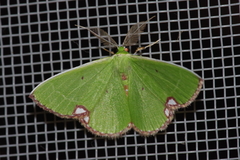 Comibaena procumbaria