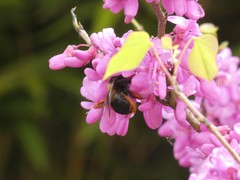Xylocopa rufipes