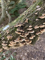 Trametes versicolor