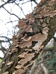 Trametes versicolor