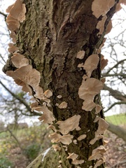 Trametes versicolor