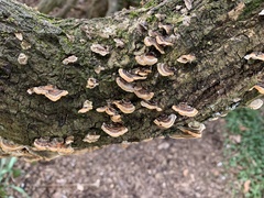 Trametes versicolor