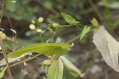 Acanthocephalus benthamianus